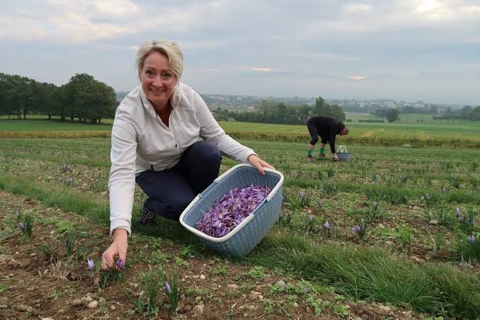 La récolte du safran (issu du Crocus sativus) est une opération minutieuse et exclusivement manuelle qui se déroule chaque année à l'automne, principalement durant le mois d'octobre. Cette période de