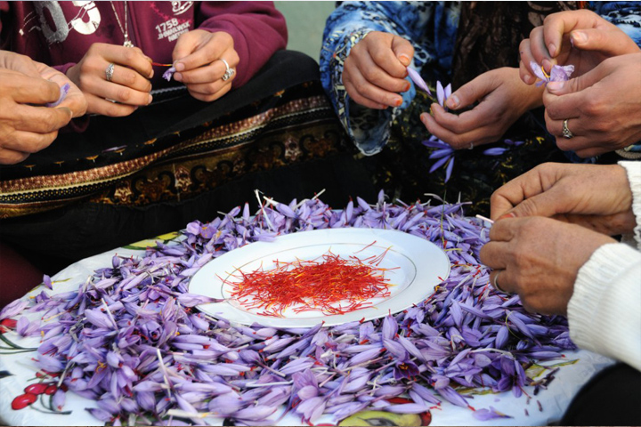 Femmes de Tagmoute séparant les stigmates rouges des fleurs de safran, autour d'une table couverte de pétales violets