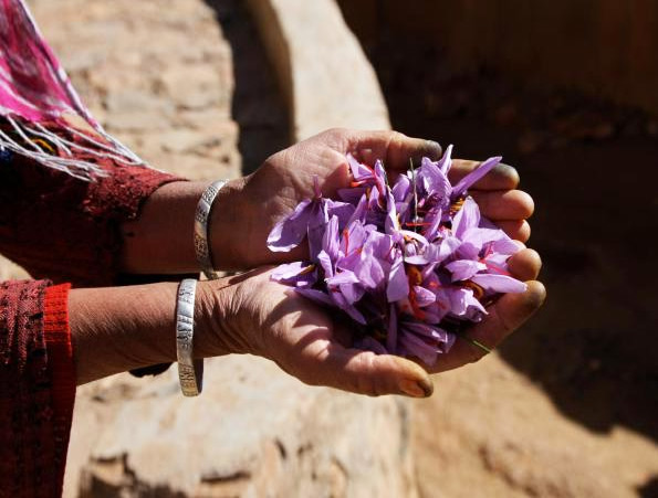 Le safran du Taliouine, l'Or rouge du Maroc
